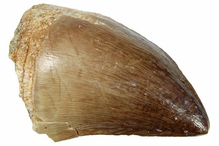 Fossil Mosasaur (Prognathodon) Tooth - Morocco #249638